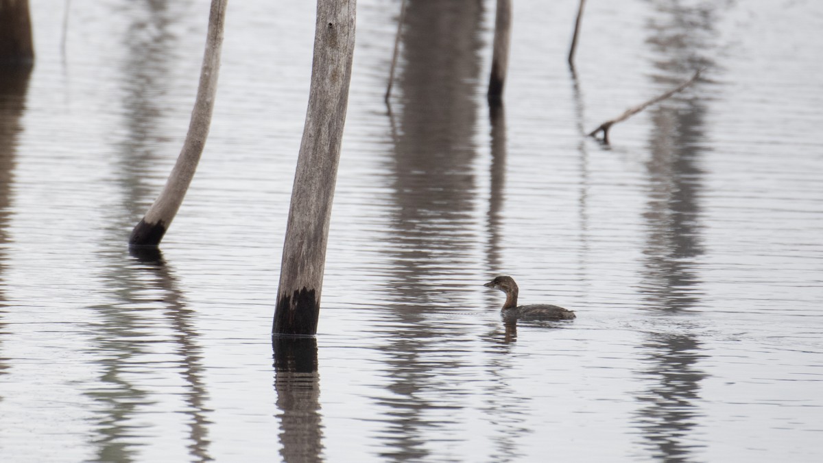 Pied-billed Grebe - ML645606169