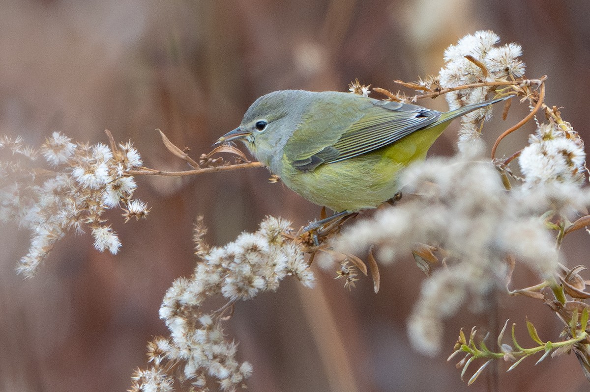Orange-crowned Warbler - ML645606172