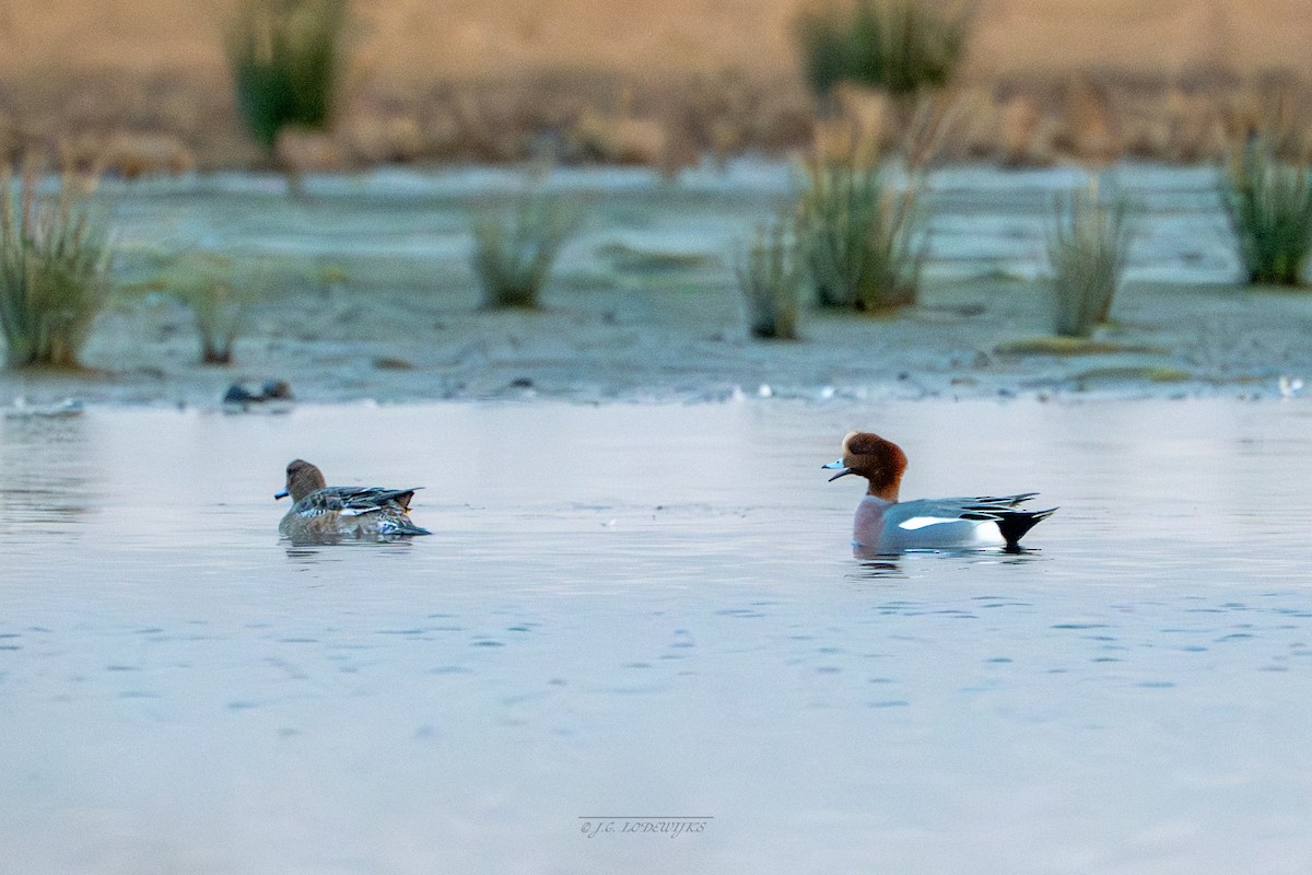 Зээрд нугас - ML645606175