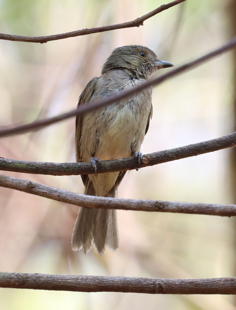 Pale-bellied Tyrant-Manakin - ML645606178