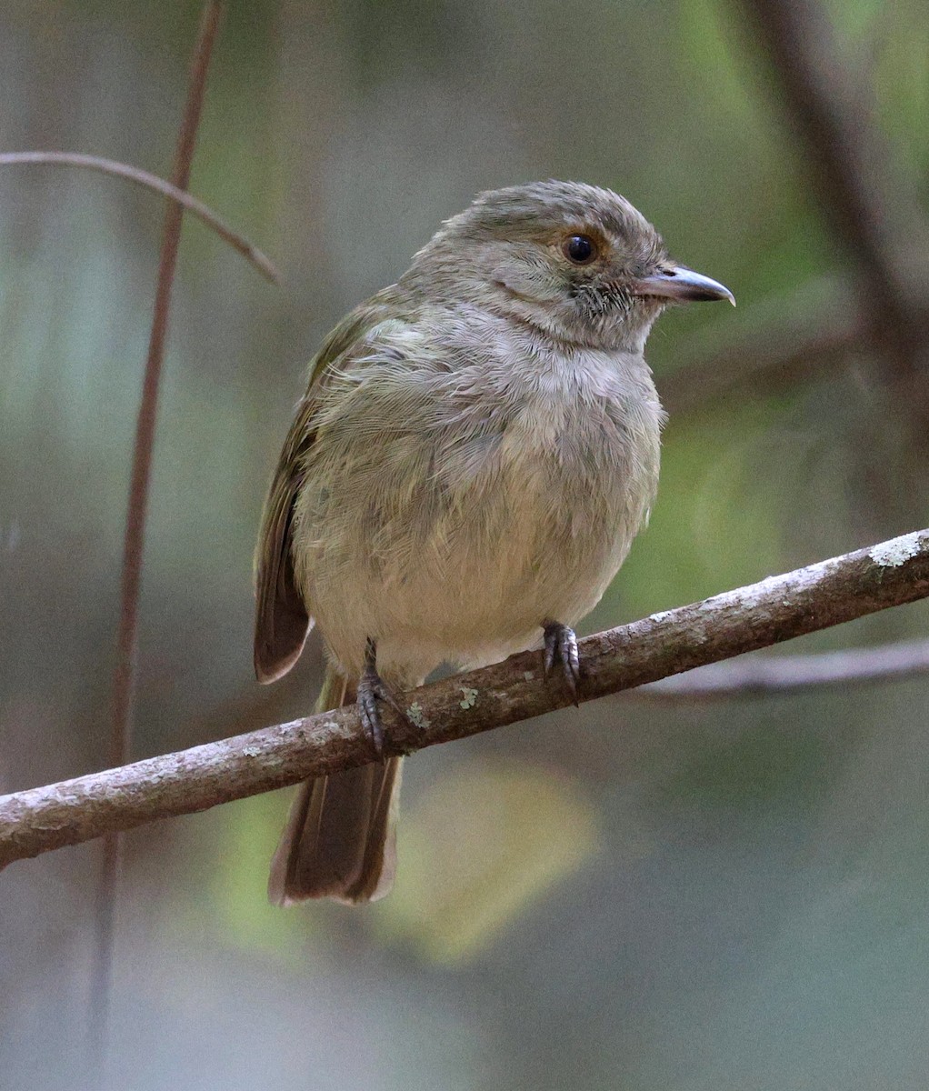 Pale-bellied Tyrant-Manakin - ML645606179