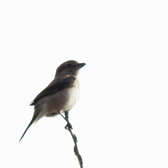 Умардын дунхай - ML645606192