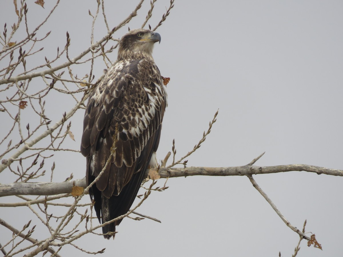 Bald Eagle - ML645606205