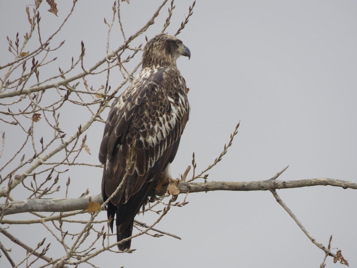 Bald Eagle - ML645606206