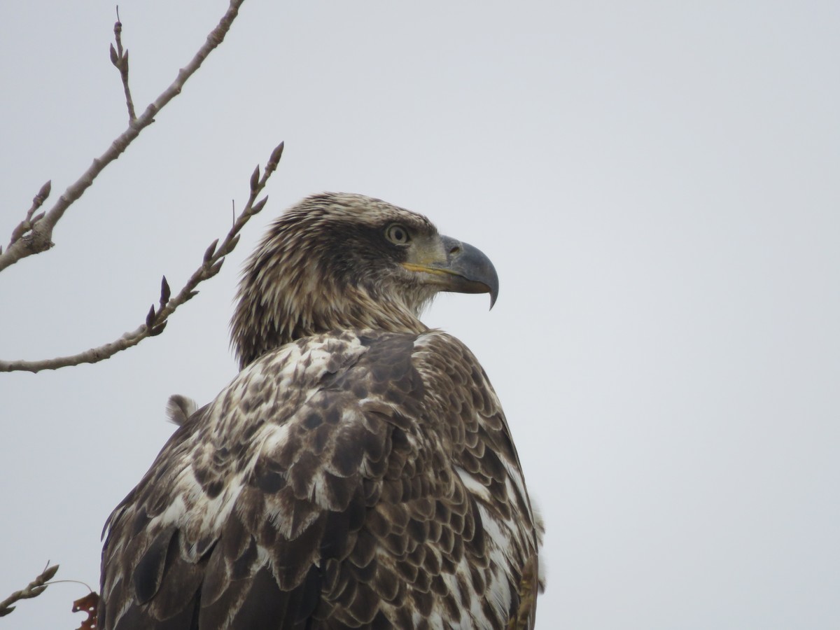 Bald Eagle - ML645606207