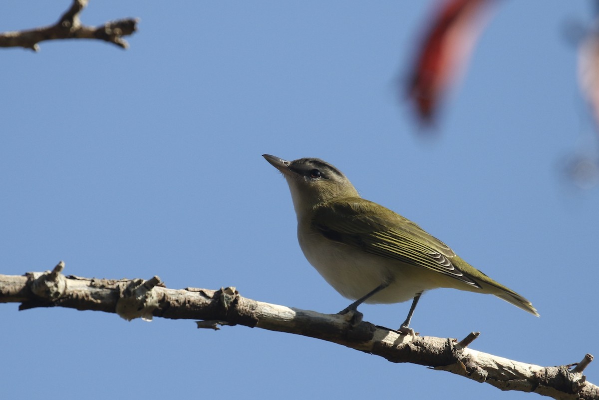 Красноглазый виреон - ML645606209