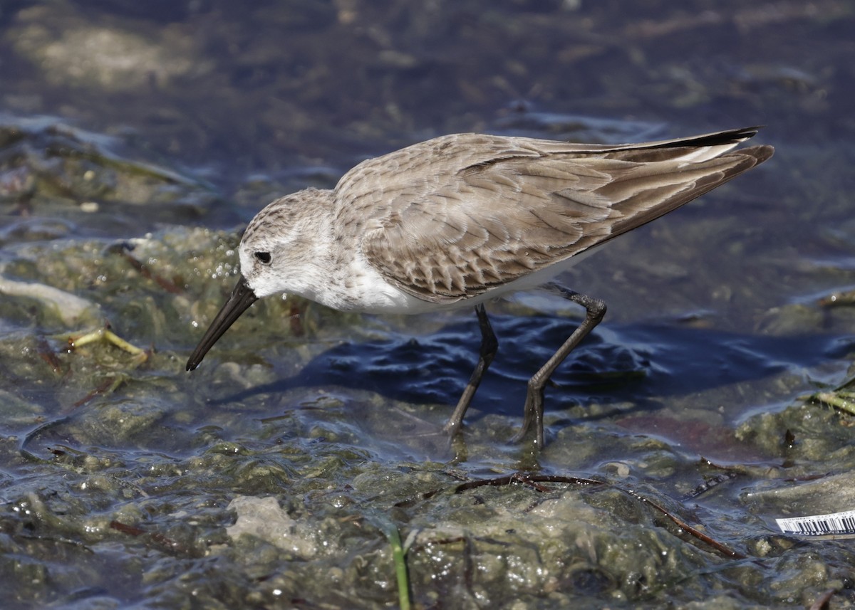Western Sandpiper - ML645606211
