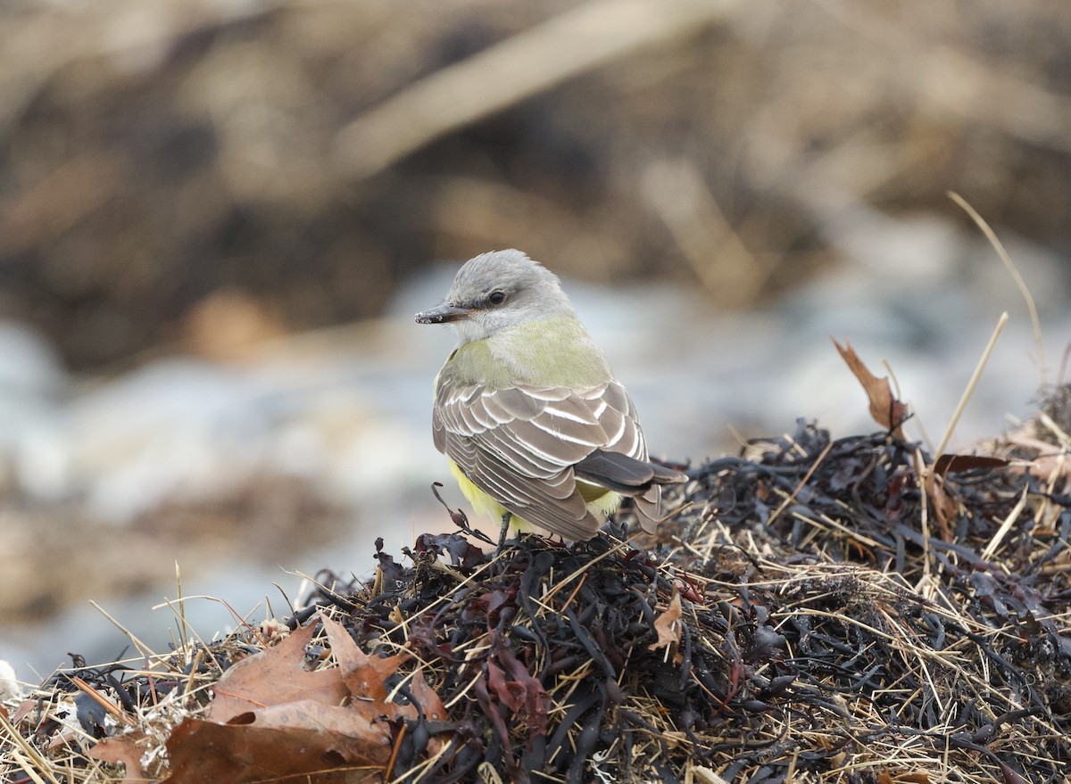 Western Kingbird - ML645606222