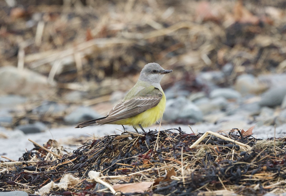 Western Kingbird - ML645606223