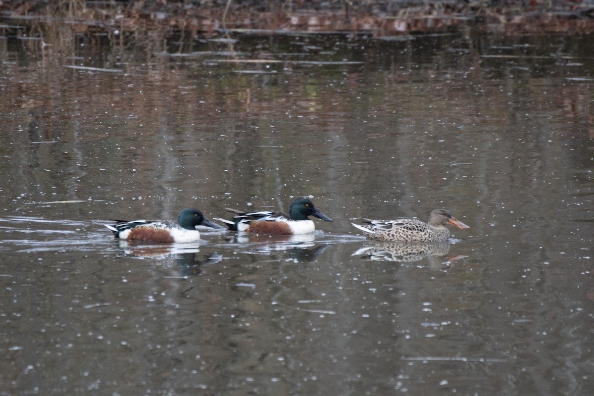 Northern Shoveler - ML645606224