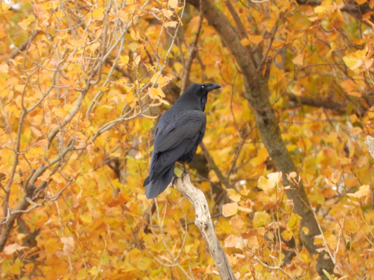 Kuzgun - ML645606234