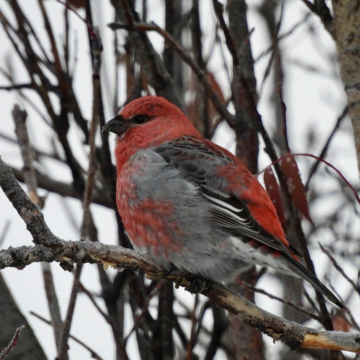 Ciuffolotto delle pinete - ML645606249