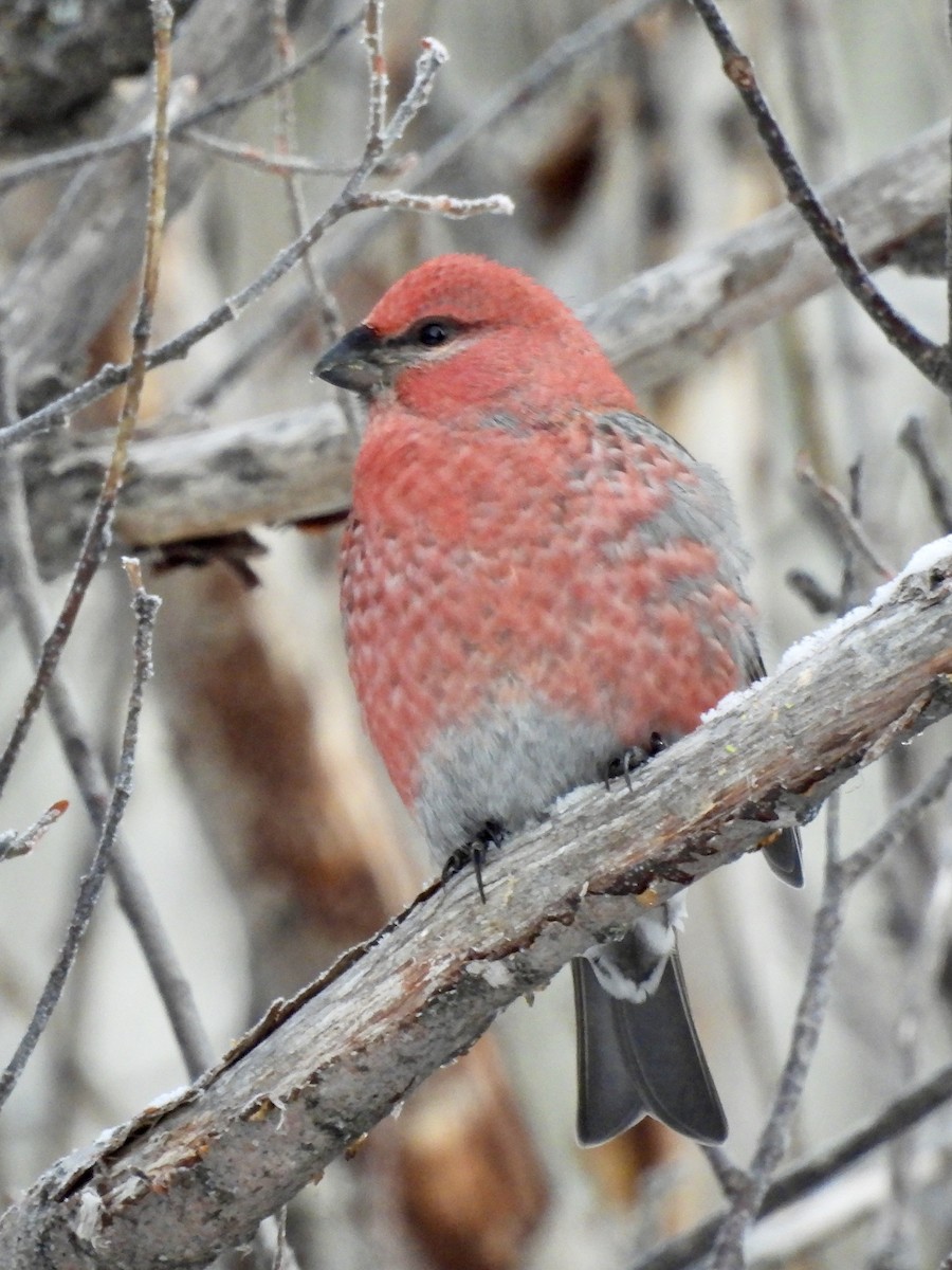 Ciuffolotto delle pinete - ML645606250