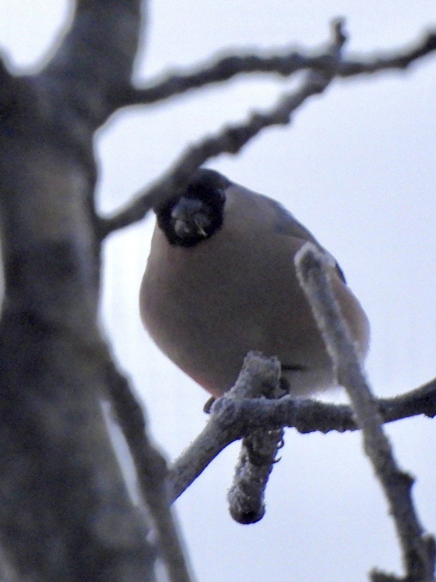 Ciuffolotto - ML645606262