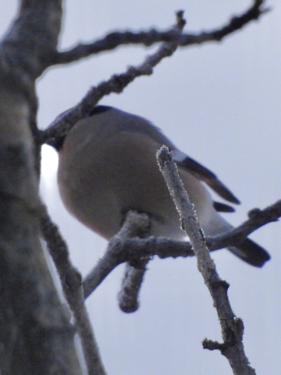 Ciuffolotto - ML645606263