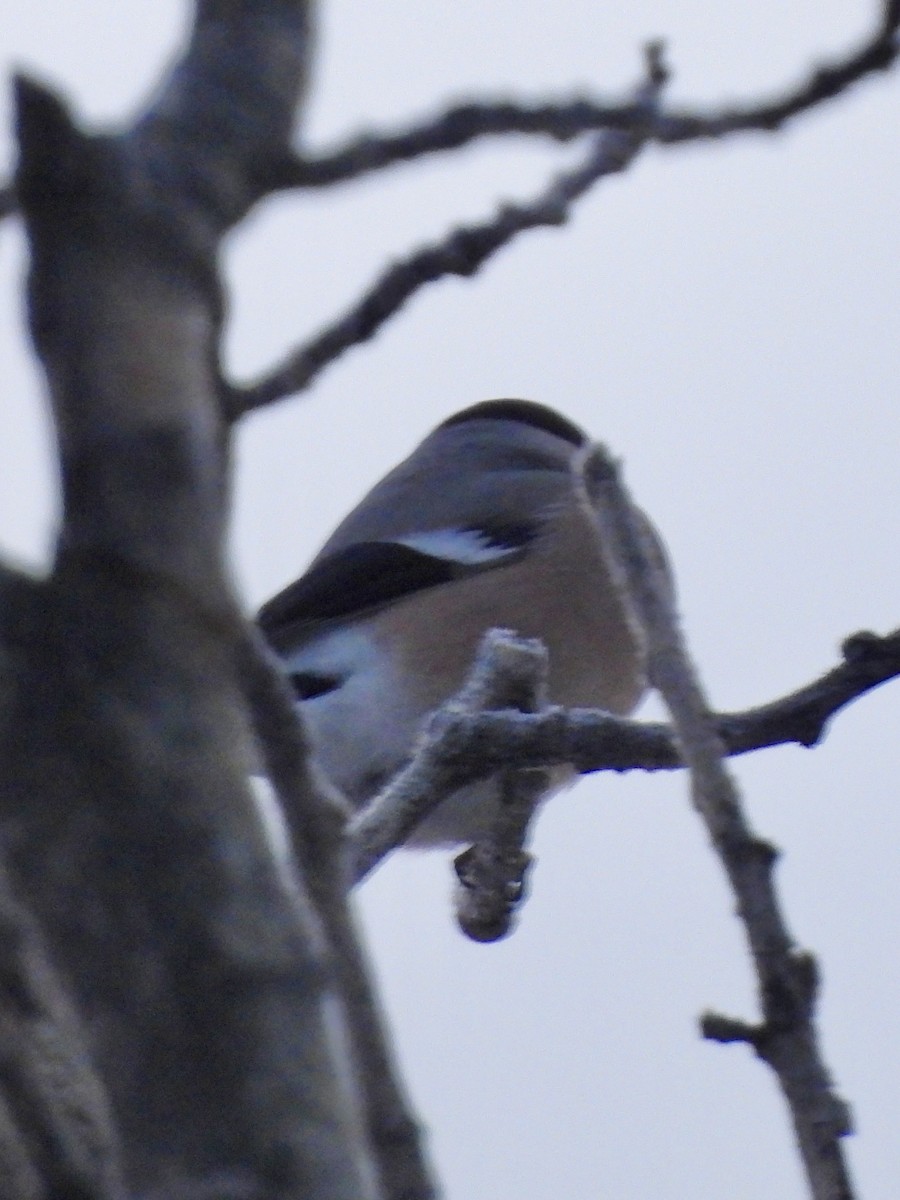 Ciuffolotto - ML645606264