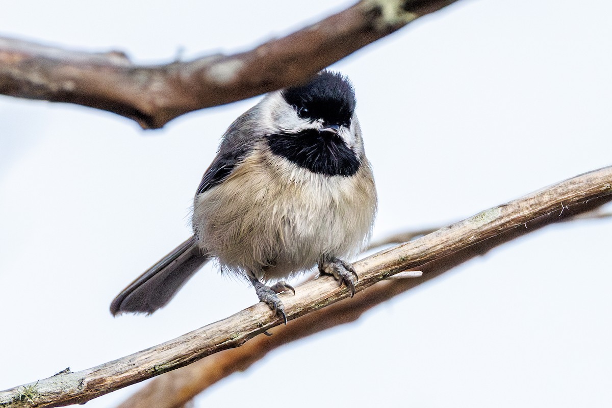 Каролинская гаичка - ML645606272