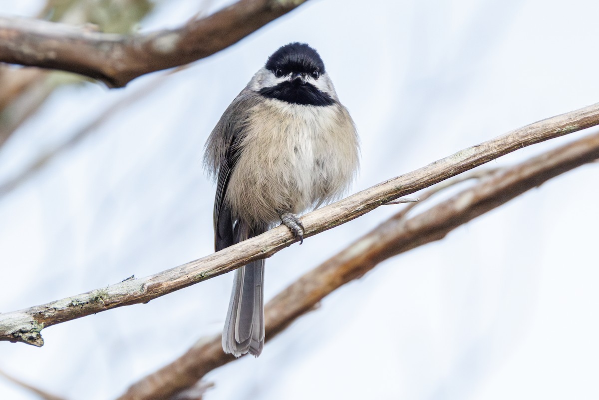 Каролинская гаичка - ML645606273