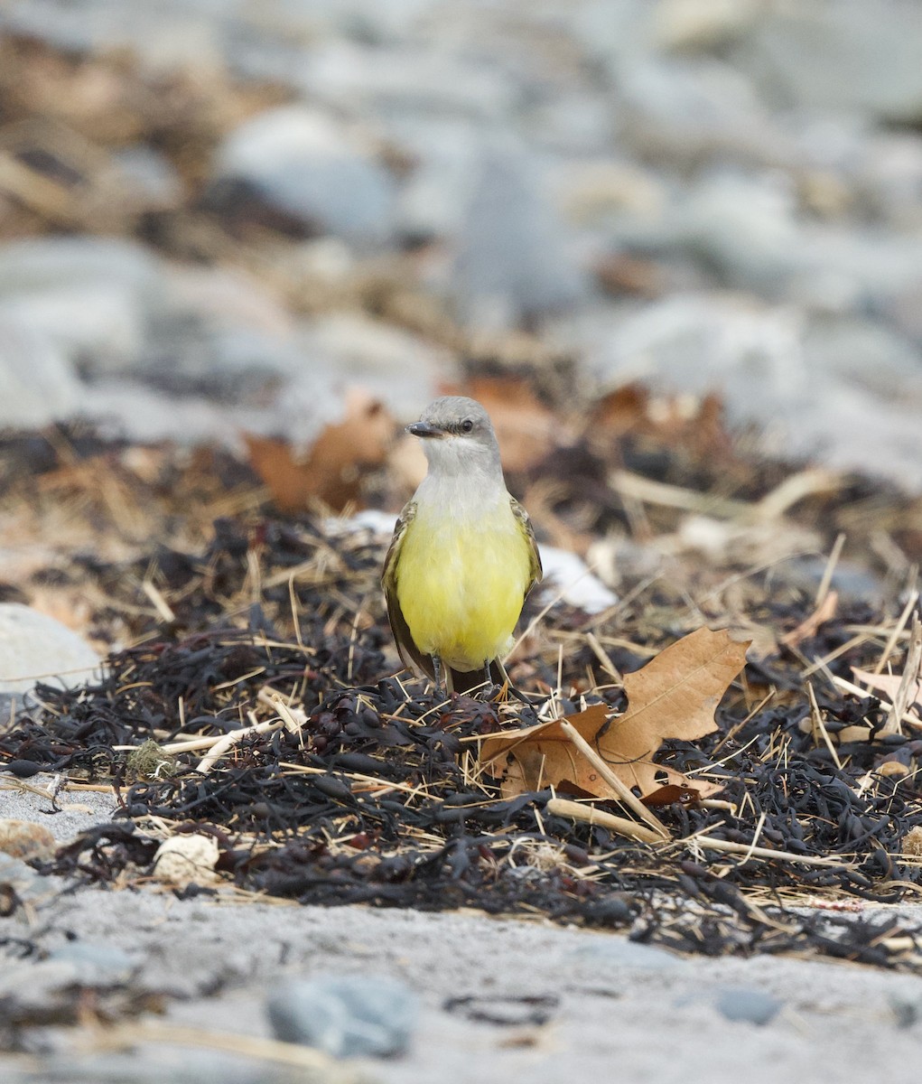 Western Kingbird - ML645606274