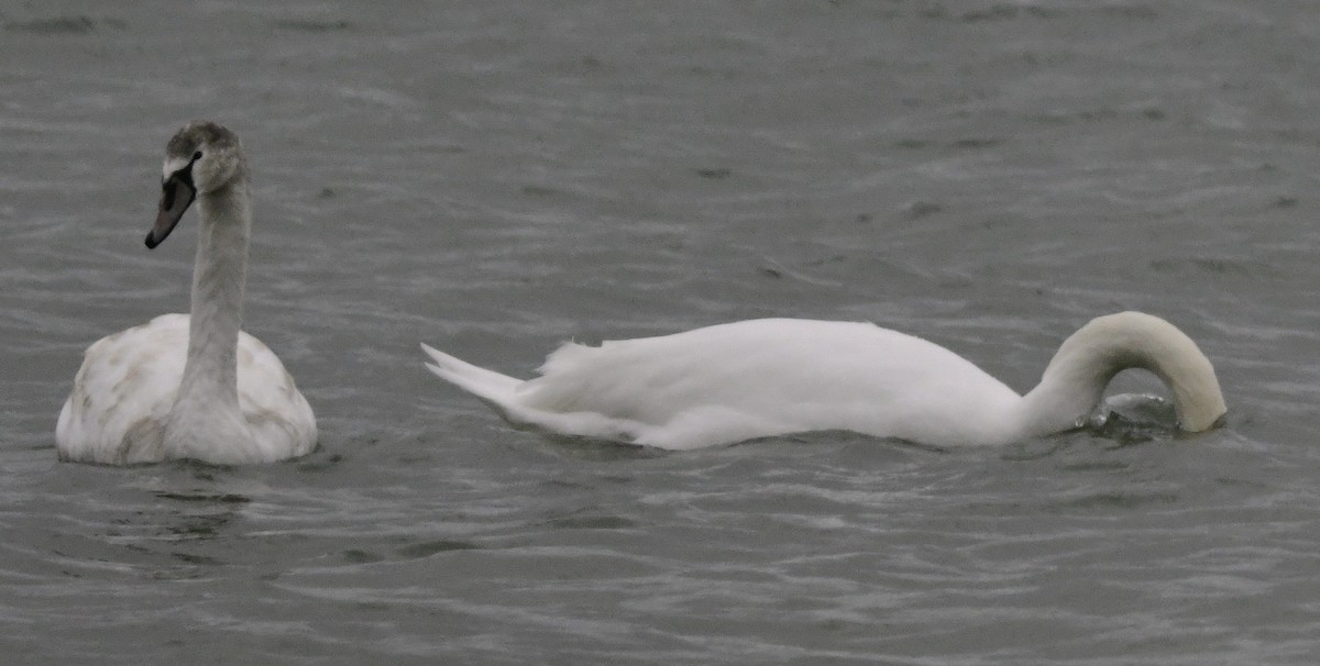 Mute Swan - ML645606278