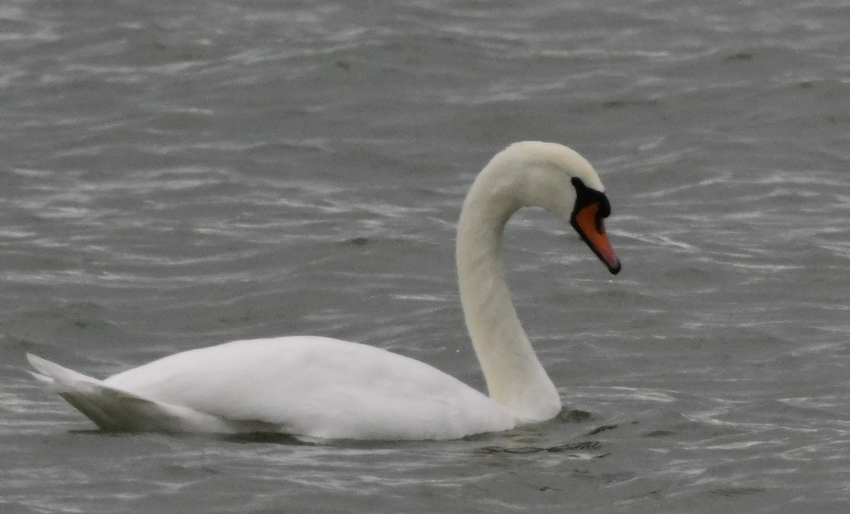 Mute Swan - ML645606282