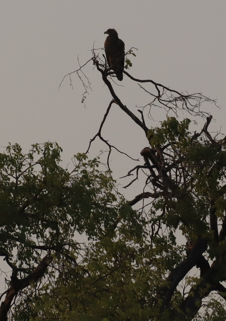 Wahlberg's Eagle - ML645606283