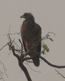 Wahlberg's Eagle - ML645606284