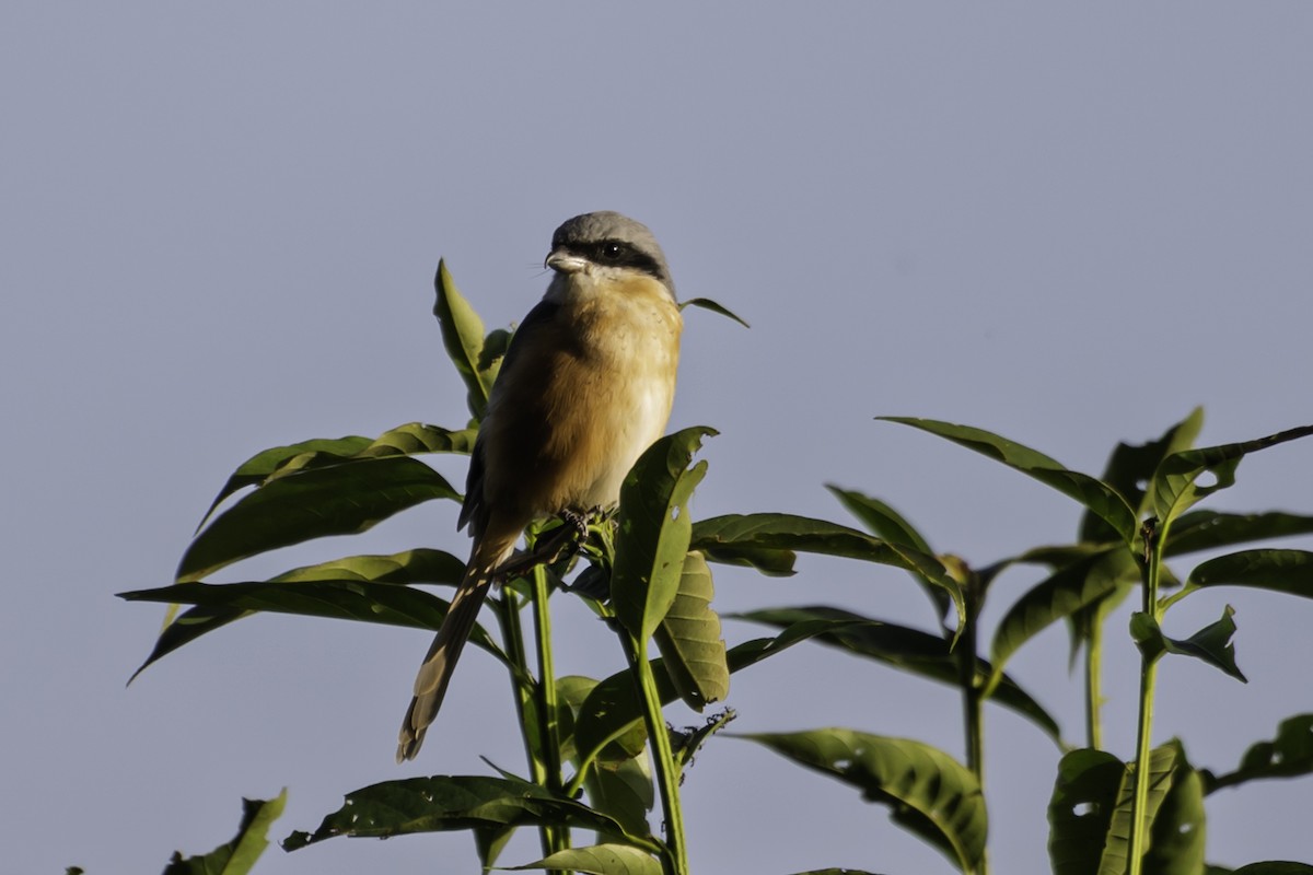 Тибетский сорокопут - ML645606288