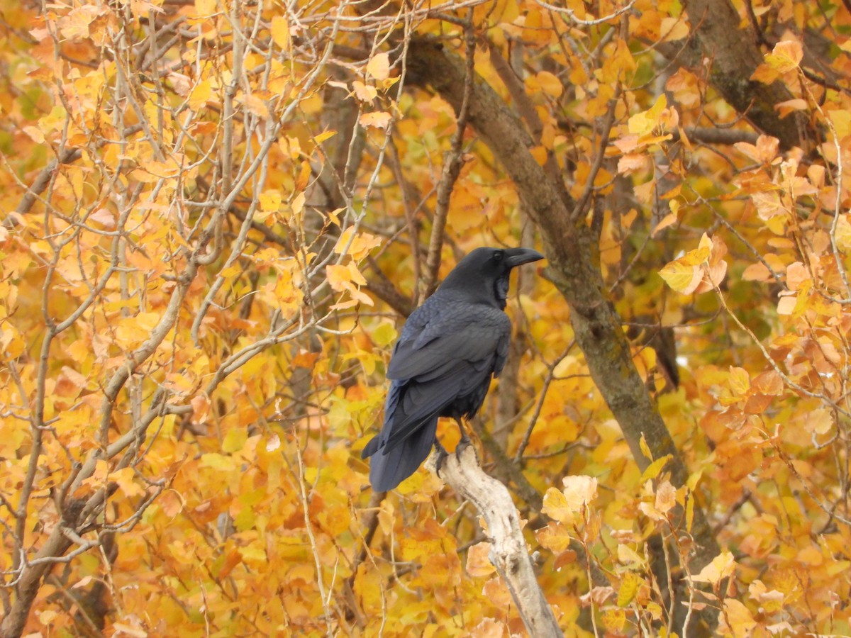 Kuzgun - ML645606301