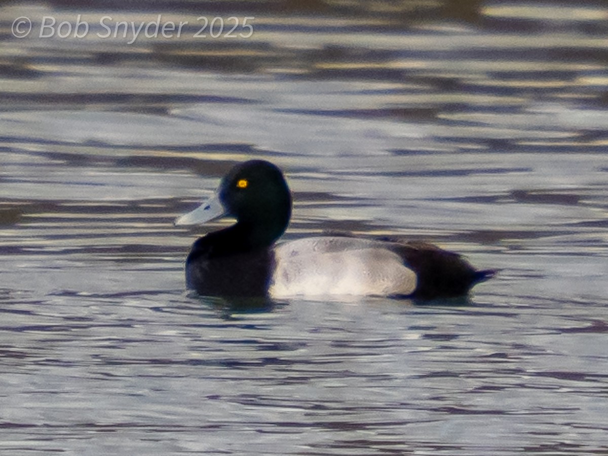 Lesser Scaup - ML645606335
