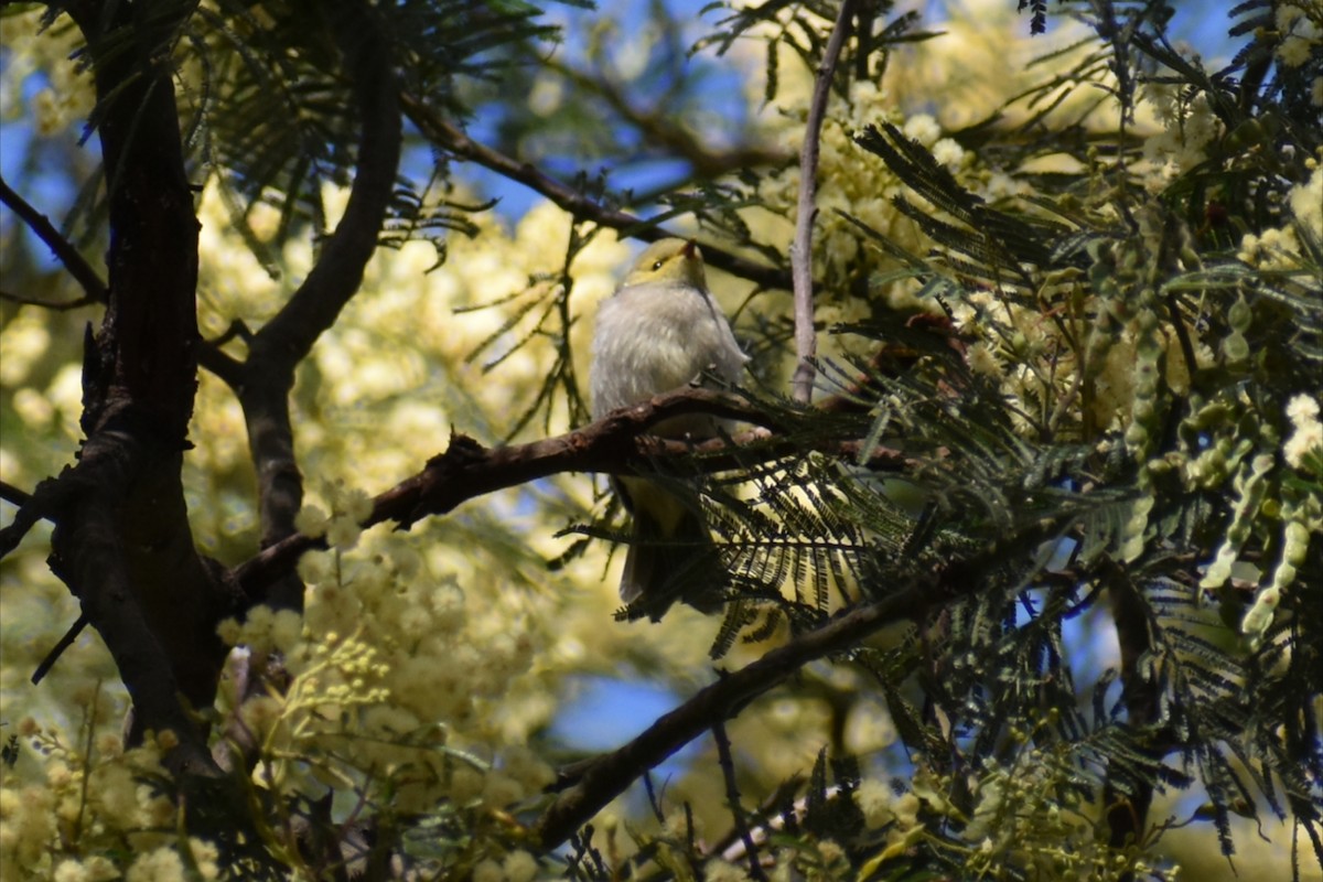 hvitsmykkehonningeter - ML645606339