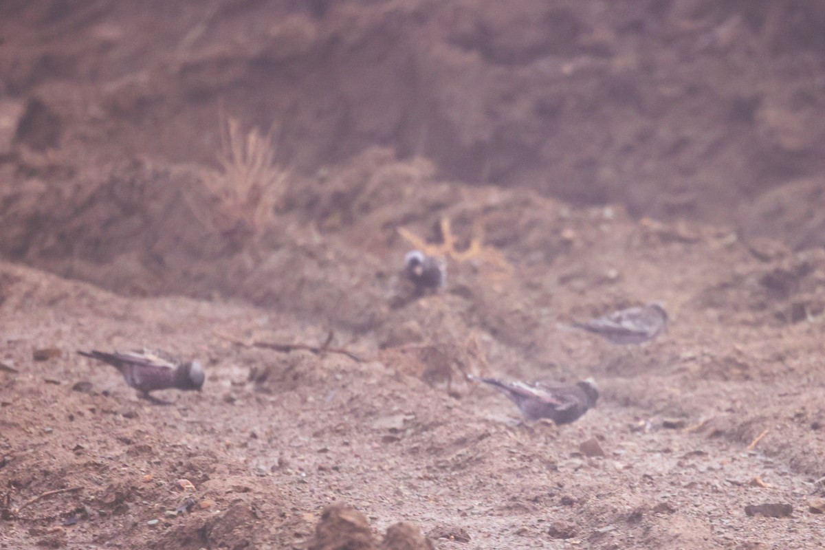 Black Rosy-Finch - ML645606345