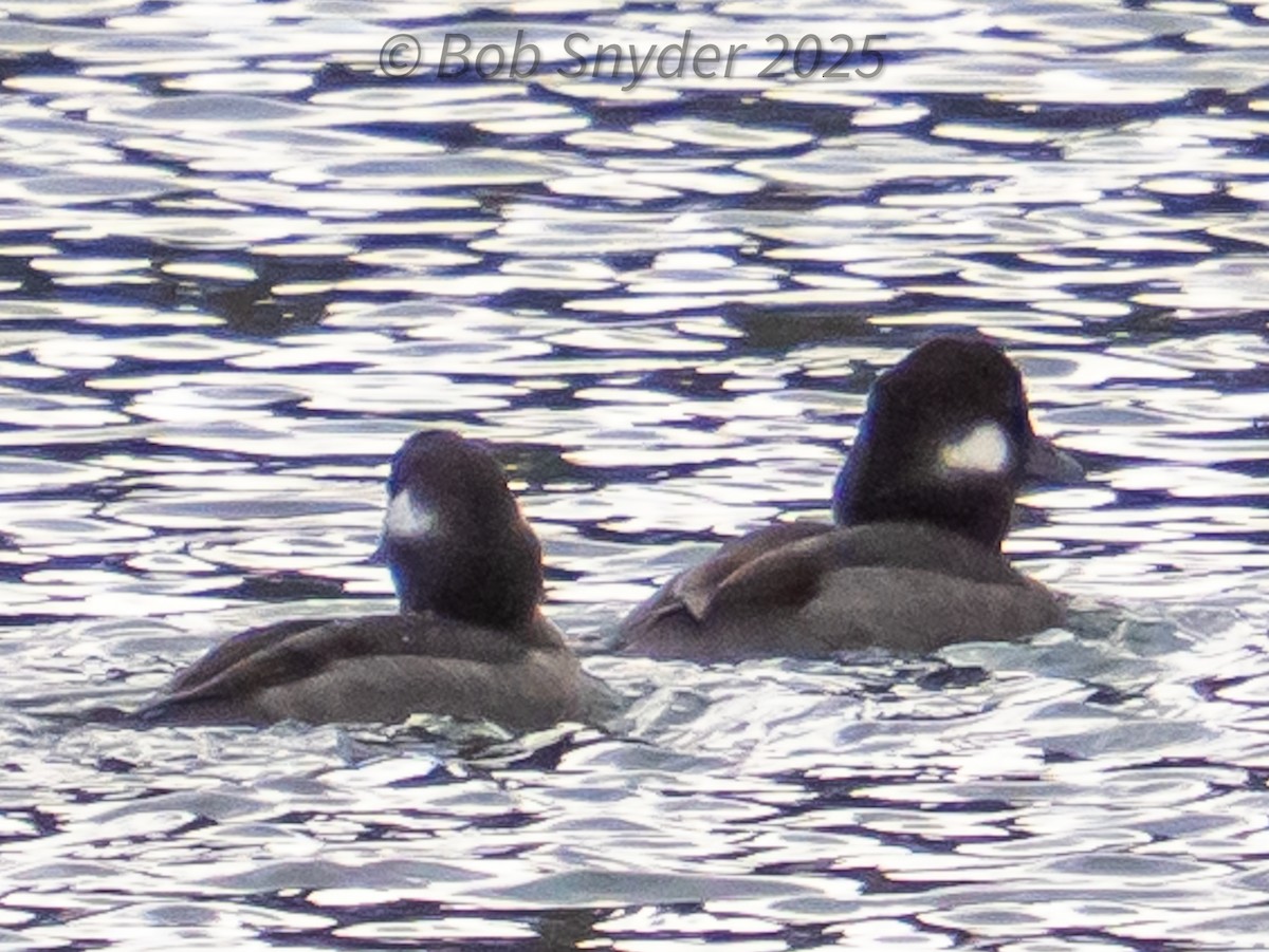 Bufflehead - ML645606347