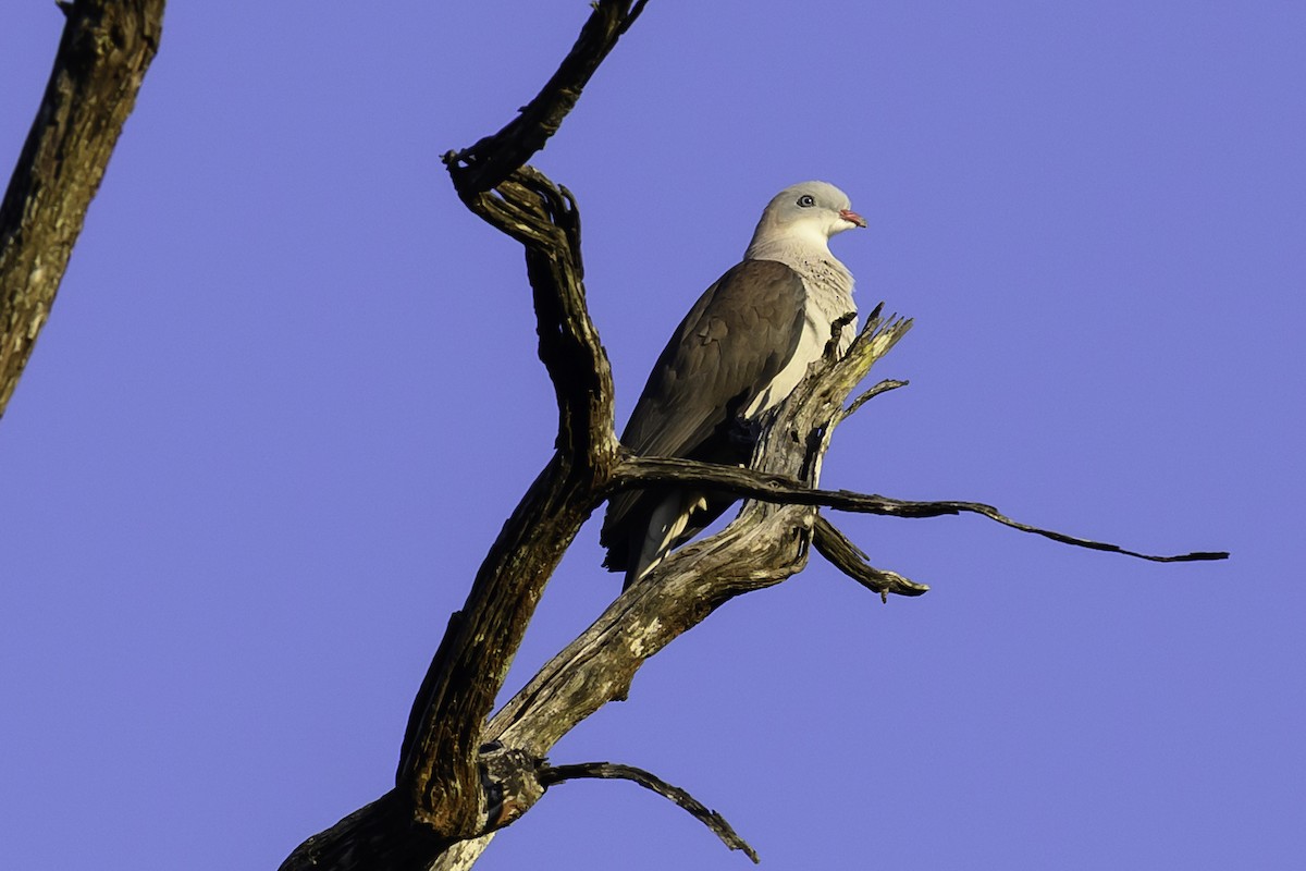 Fahlbauch-Fruchttaube - ML645606349