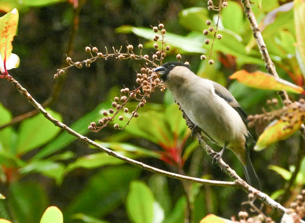 Azores Bullfinch - ML645606354