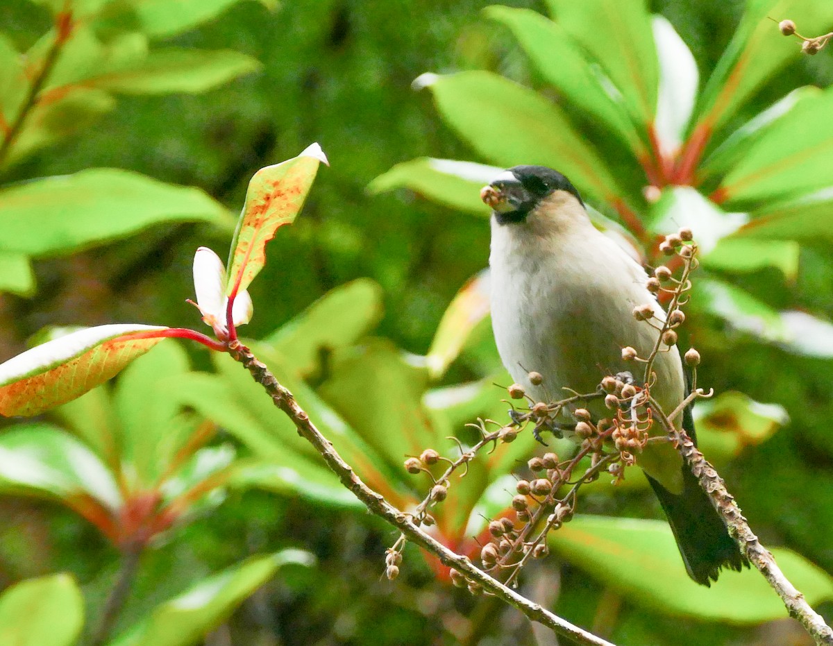 Azores Bullfinch - ML645606355