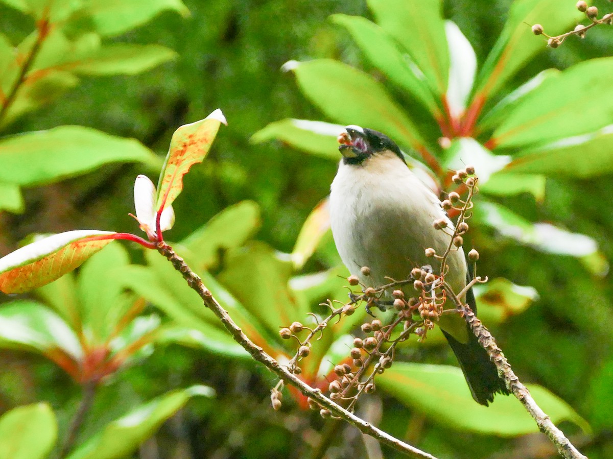 Azores Bullfinch - ML645606357