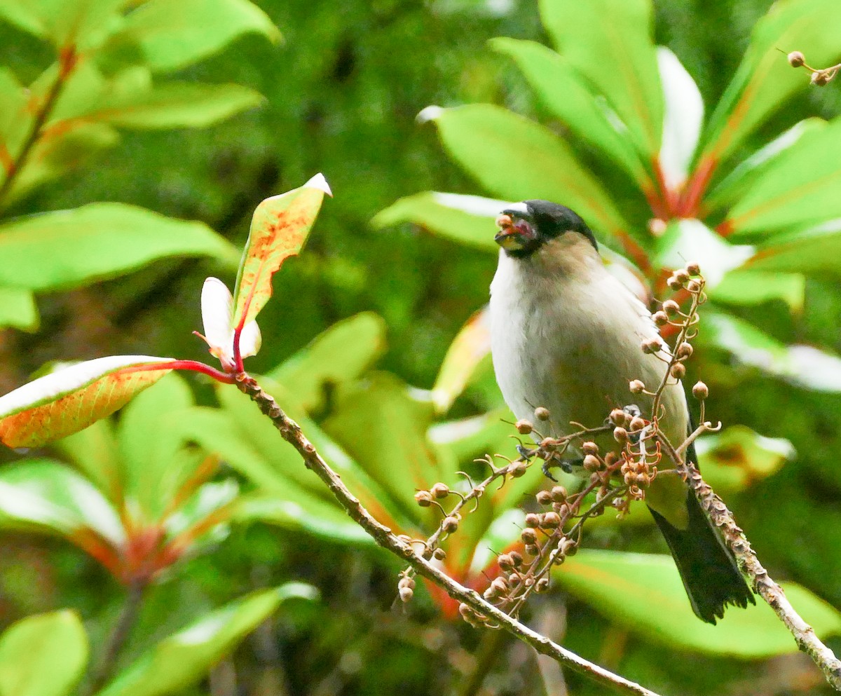 Azores Bullfinch - ML645606358