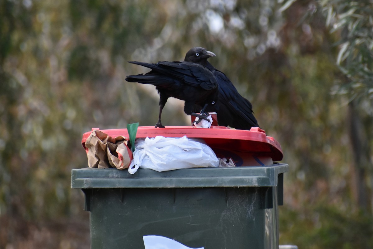 Южноавстралийский ворон - ML645606396