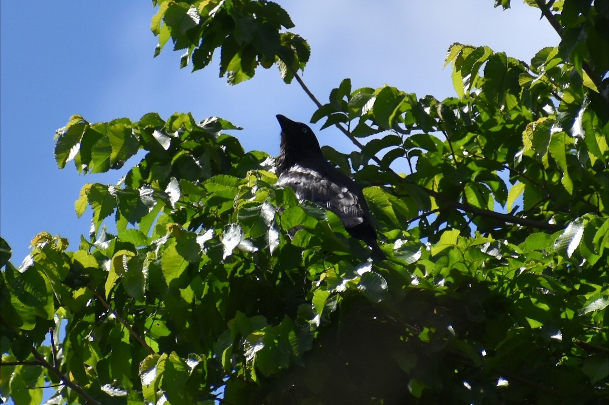 Южноавстралийский ворон - ML645606397