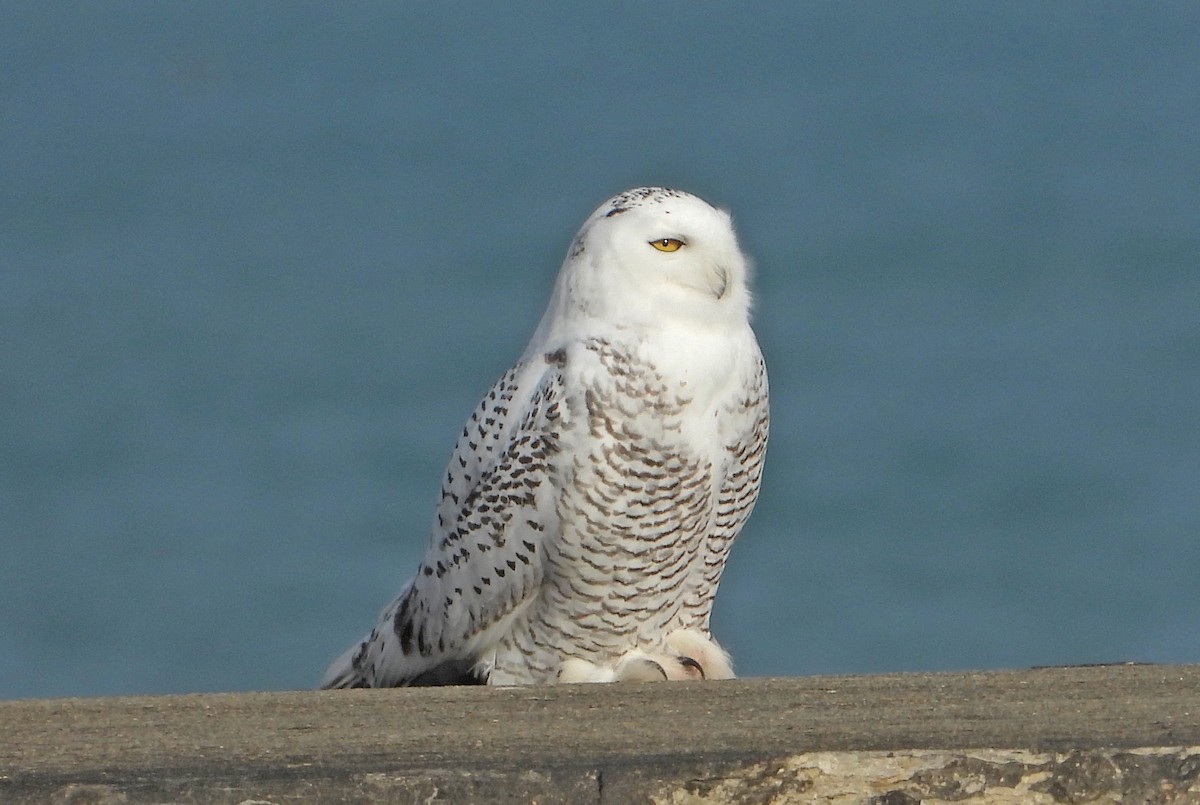 לילית שלג - ML645606403