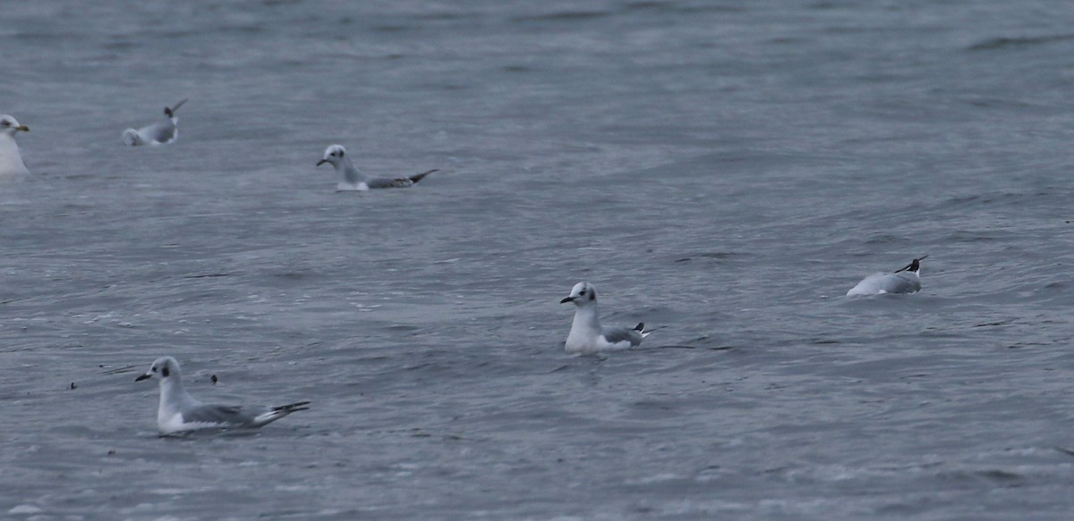 Gabbiano di Bonaparte - ML645606404