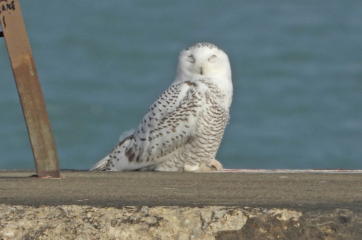 לילית שלג - ML645606405