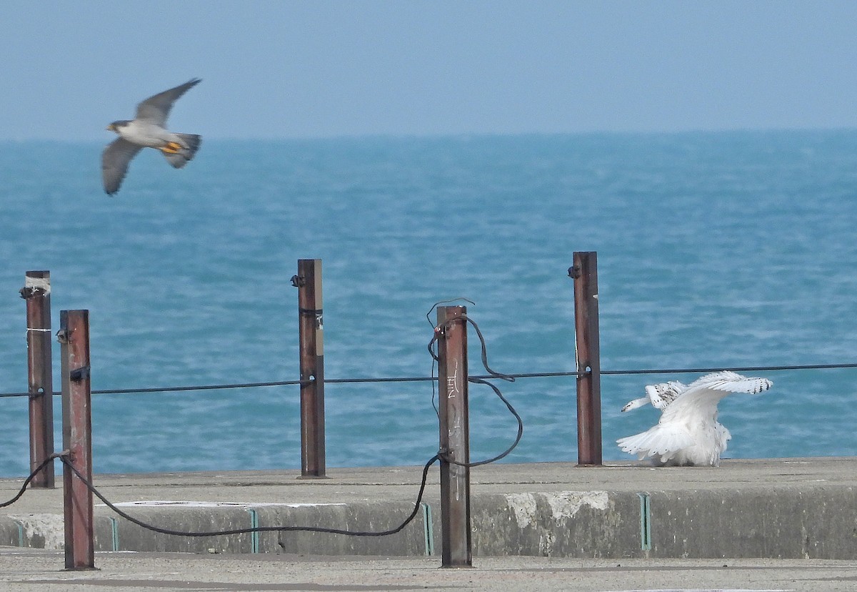 Snowy Owl - ML645606406