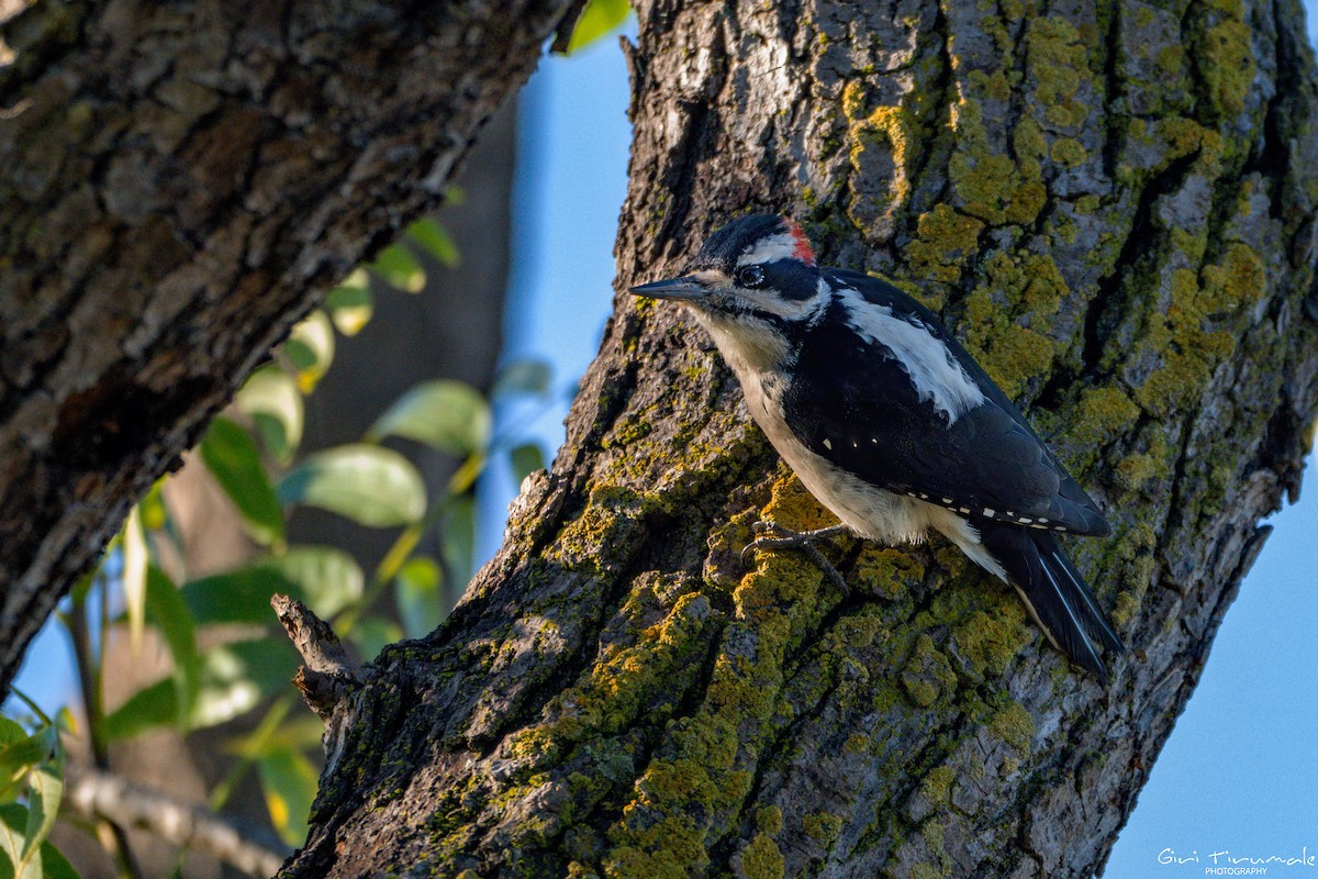 Hairy Woodpecker - ML645606411