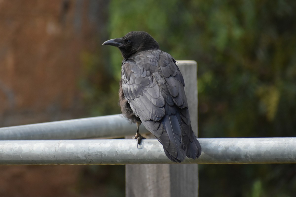 Южноавстралийский ворон - ML645606412