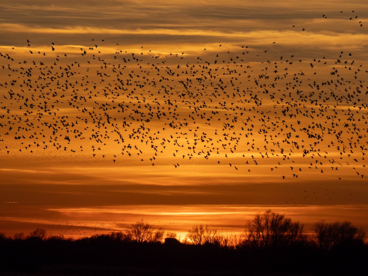 European Starling - ML645606414