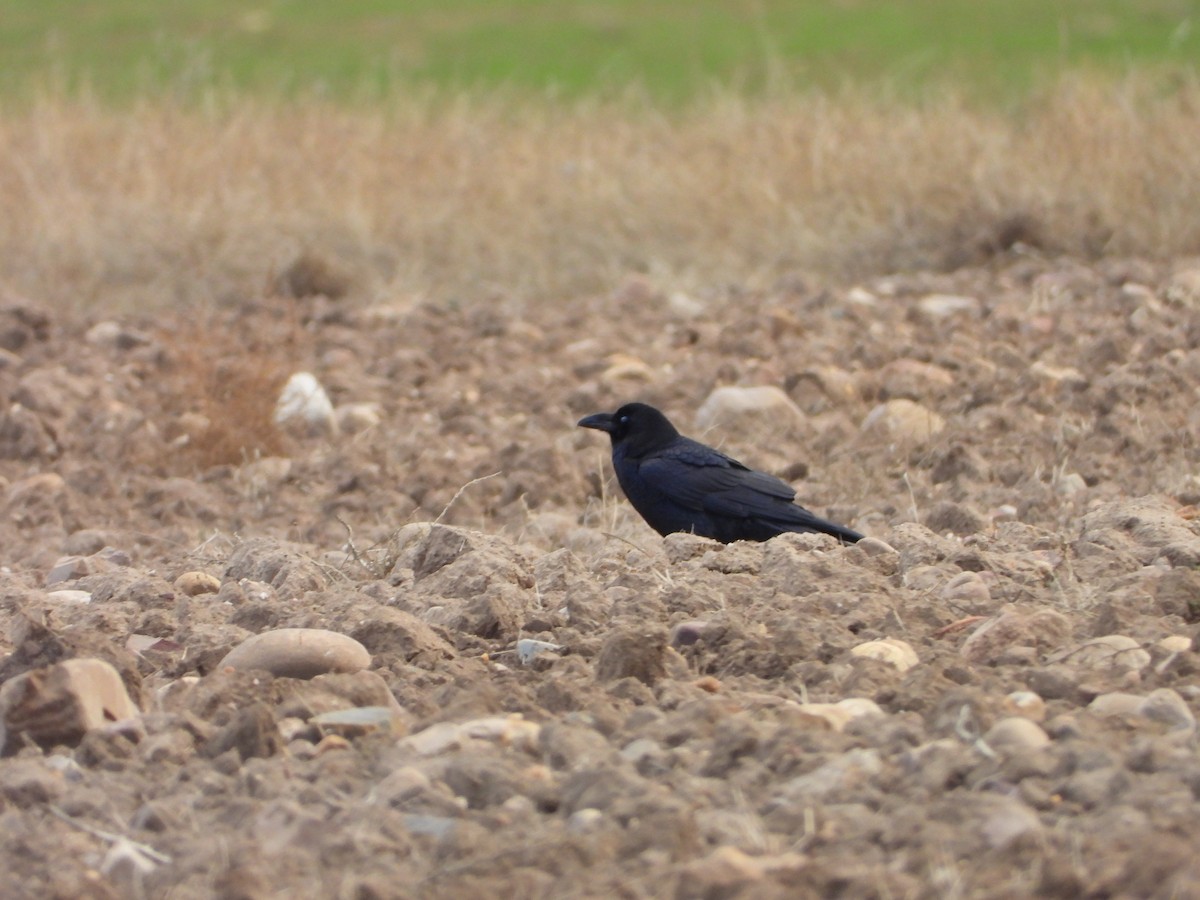 Kuzgun - ML645606416