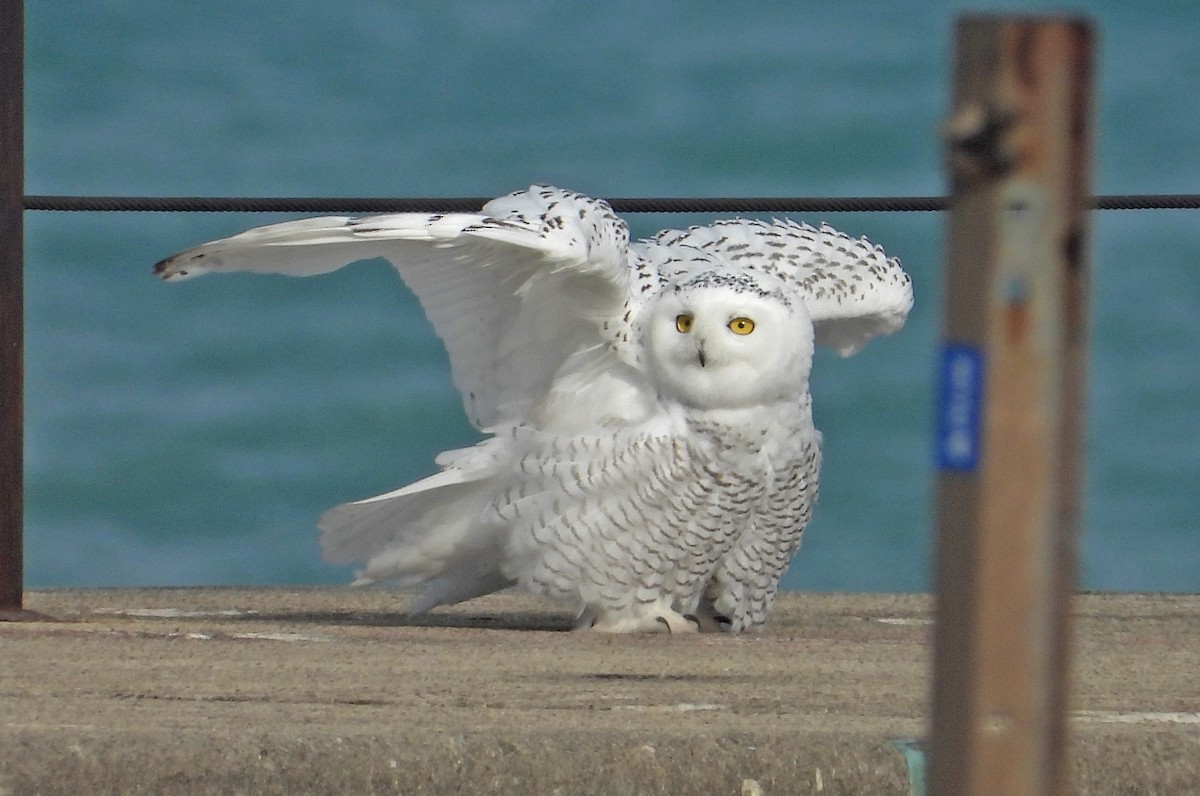 לילית שלג - ML645606417