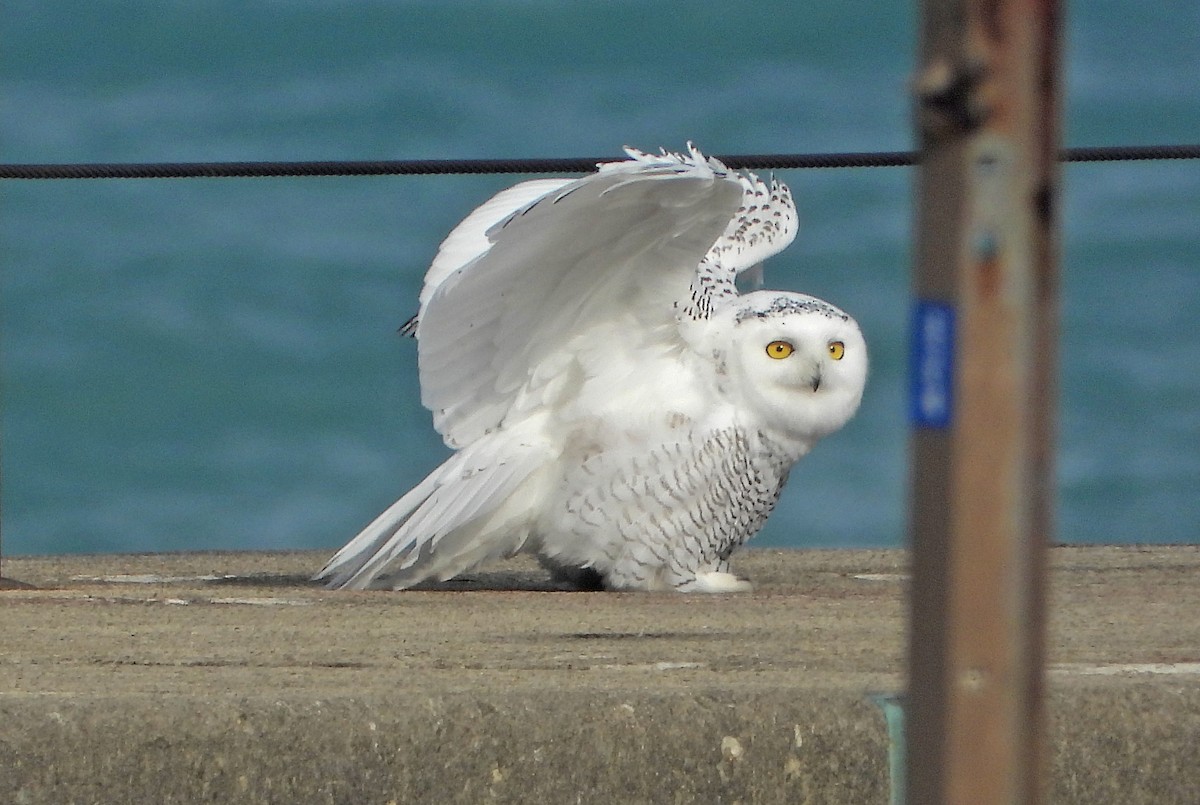 לילית שלג - ML645606418